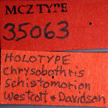Media type: image;   Entomology 35063 Aspect: labels